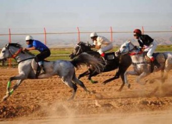 مسابقات اسب سواری جنوب کشور در اوز لارستان برگزار می شود