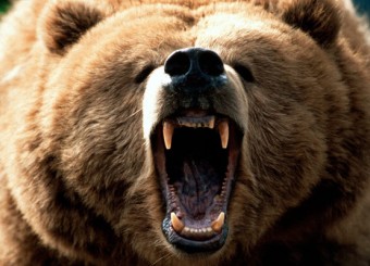 حمله خرس در آباده طشک یک چوپان را روانه بیمارستان کرد