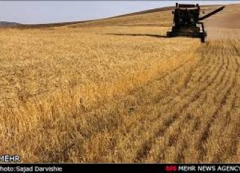 برداشت 6 هزار تن گندم از مزارع بوانات