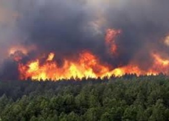 آتش سوزی جنگل های 