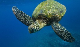 نجات 130 لاک‌پشت برکه‌ای در خرامه