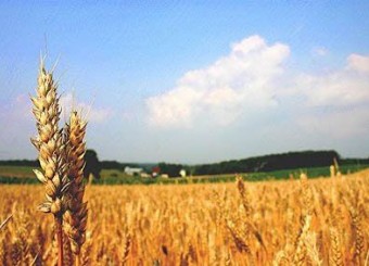 بانک مرکزی: خودکفایی محصولات کشاورزی در 2 سال اخیر کاهش یافت +نمودار