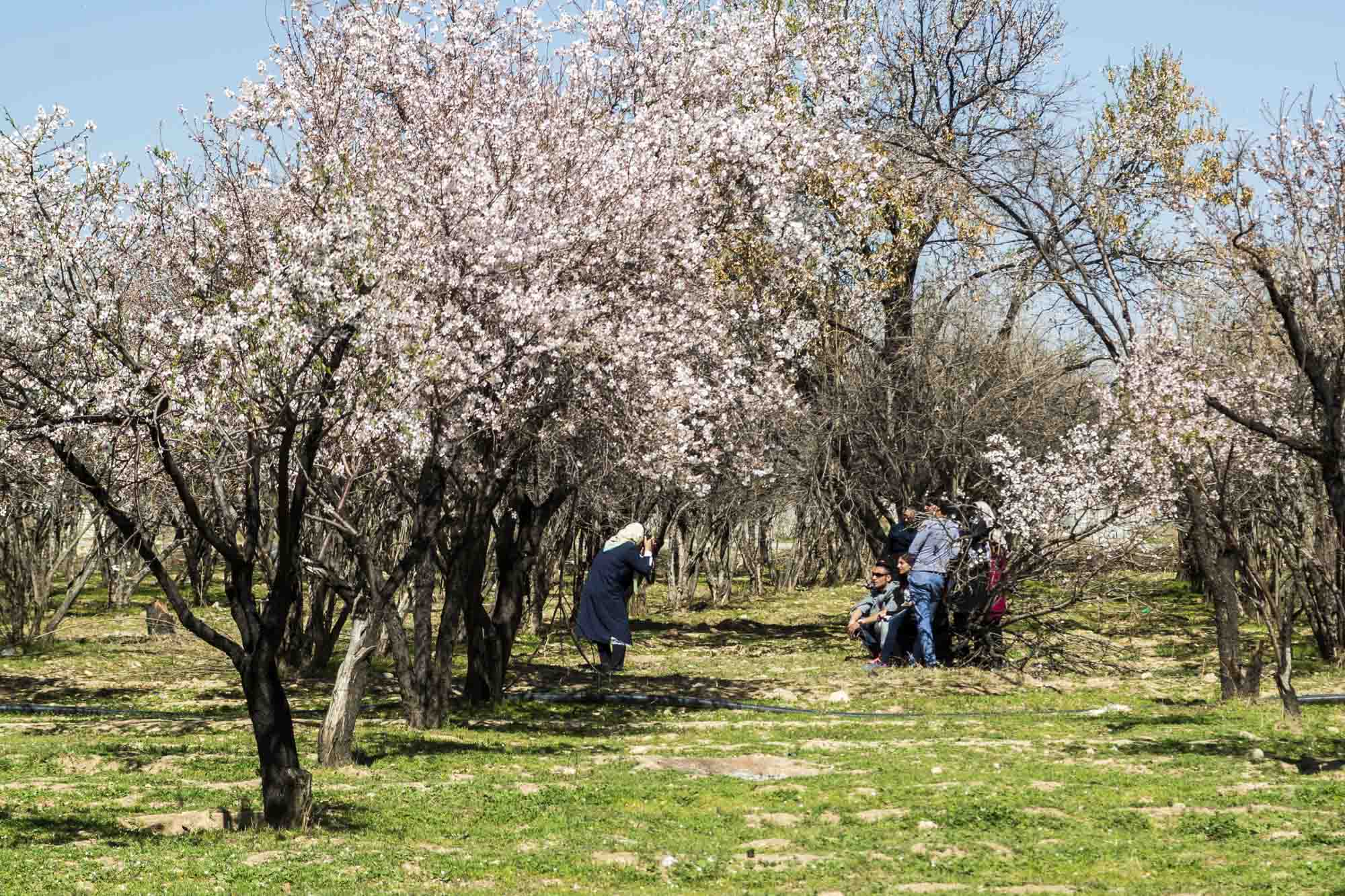 شکوفه های باغ های بادام مهارلو