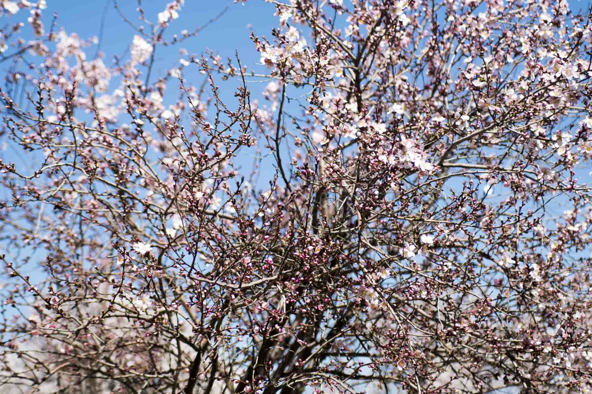شکوفه های باغ های بادام مهارلو