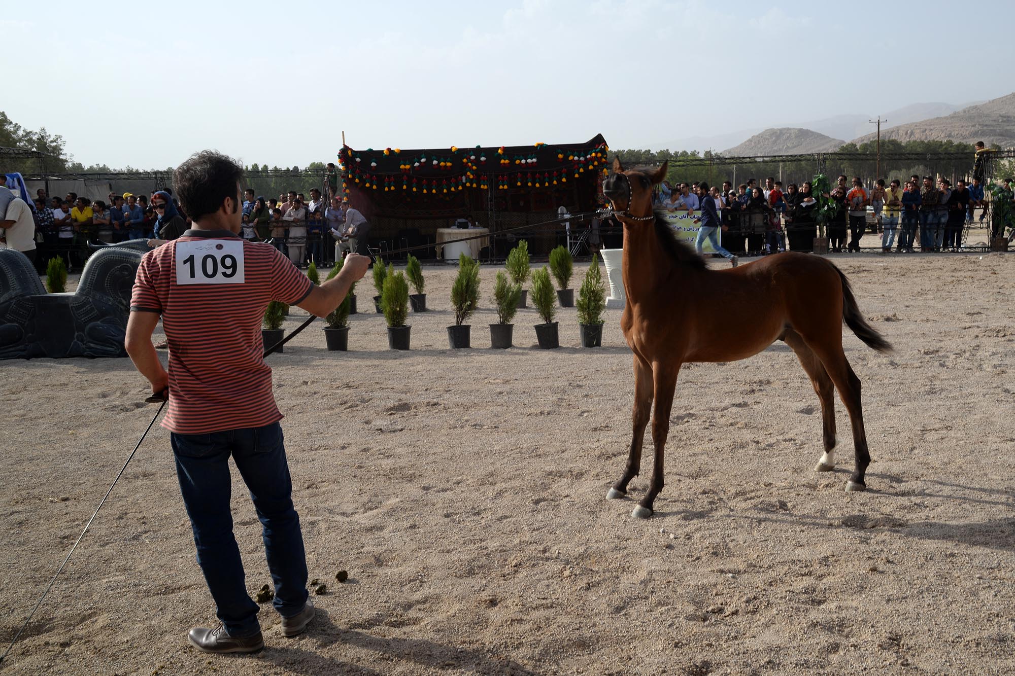 جشنواره زیبایی اسب اصیل عرب (ایرانی) جام تمدن پارسه
