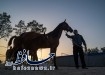 جشنواره زیبایی اسب اصیل عرب (ایرانی) جام تمدن پارسه