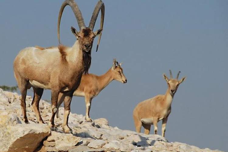 دستگیری شکارچیان بز کوهی در لامرد فارس