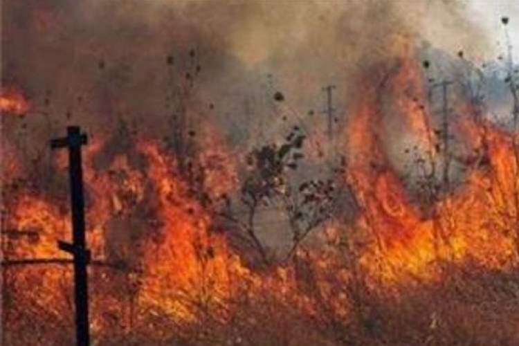 20هكتار از درختان بلوط كوه مقيم آباد در آتش سوخت
