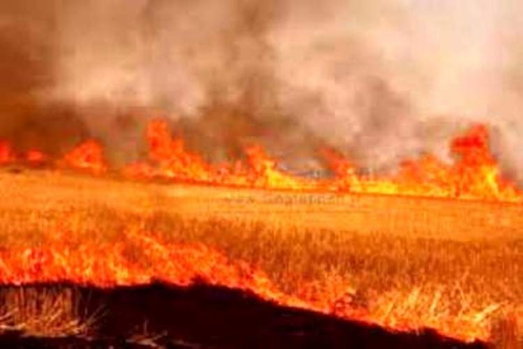 آتش به جان 200 هكتار از اراضي كشاورزي افتاد