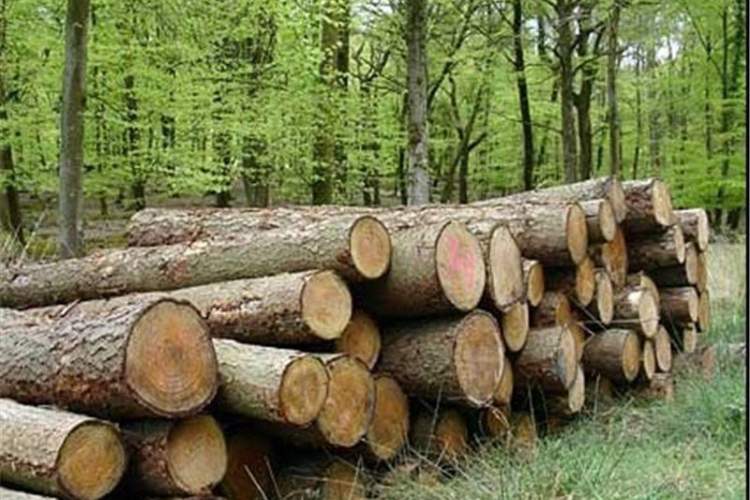 کشف و ضبط دو هزار و 700 کیلوگرم چوب جنگلی قاچاق در شهرستان رستم