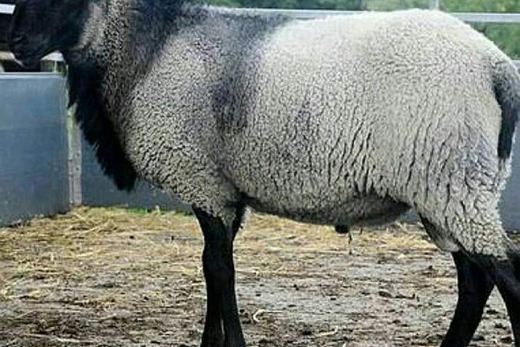 اجرای موفقیت آمیز سومین طرح تولید ترکیب ژنتیکی گوسفند محلی با نژاد رومانف