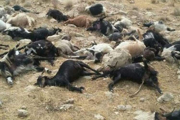 پساب‌های پتروشیمی عامل مرگ 112 گوسفند در مرودشت