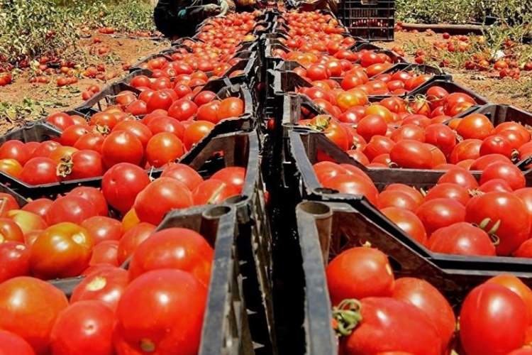 خرید بیش از100هزارتن گوجه درجهت حمایت از کشاورزان استان فارسی