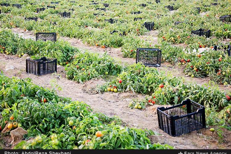 گوجه فرنگی های جنوب استان به کمک تعدیل بازار آمدند