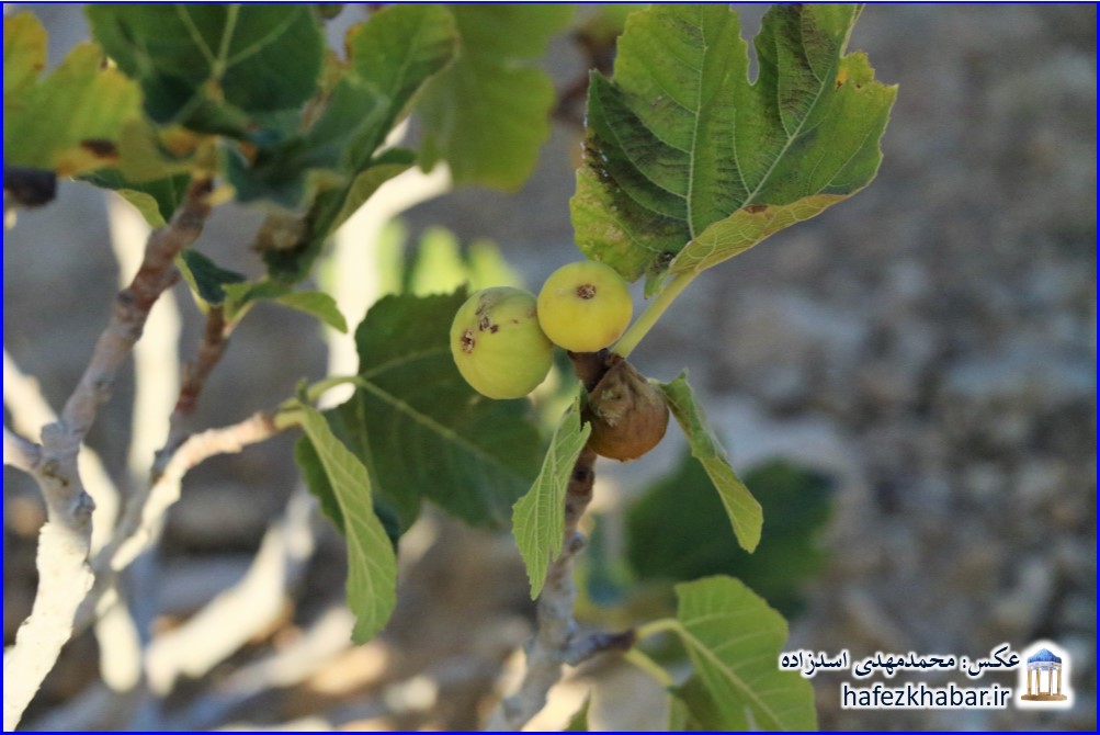 انجیرستان دیم استهبان/ عکس: محمدمهدی اسدزاده