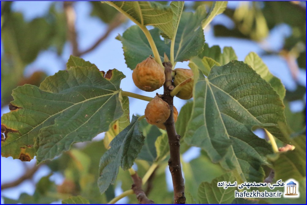 انجیرستان دیم استهبان/ عکس: محمدمهدی اسدزاده