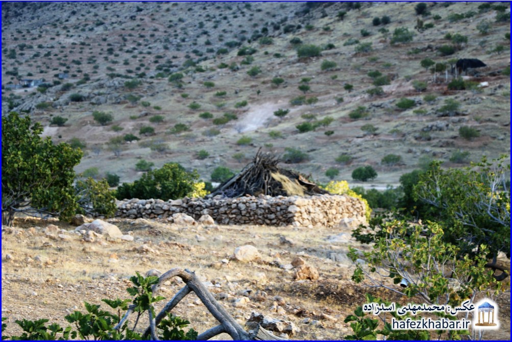 انجیرستان دیم استهبان/ عکس: محمدمهدی اسدزاده