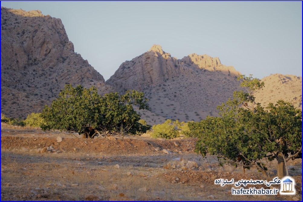 انجیرستان دیم استهبان/ عکس: محمدمهدی اسدزاده