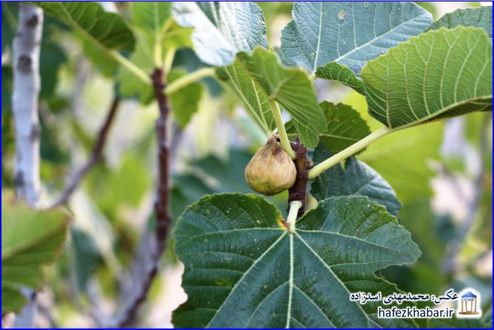 انجیرستان دیم استهبان/ عکس: محمدمهدی اسدزاده