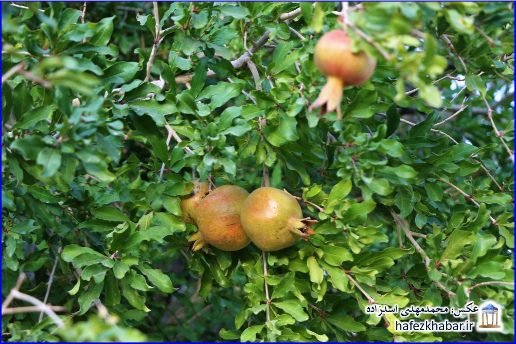 انجیرستان دیم استهبان/ عکس: محمدمهدی اسدزاده