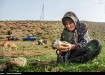 کوچ بهاری عشایر فارس  <img src="/images/picture_icon.gif" width="16" height="13" border="0" align="top">
