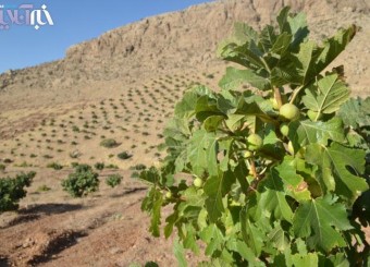 آغاز برداشت انجير از بزرگ ترين انجيرستان‌ ديم جهان