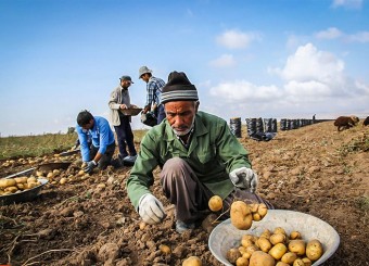 کشت سیب زمینی