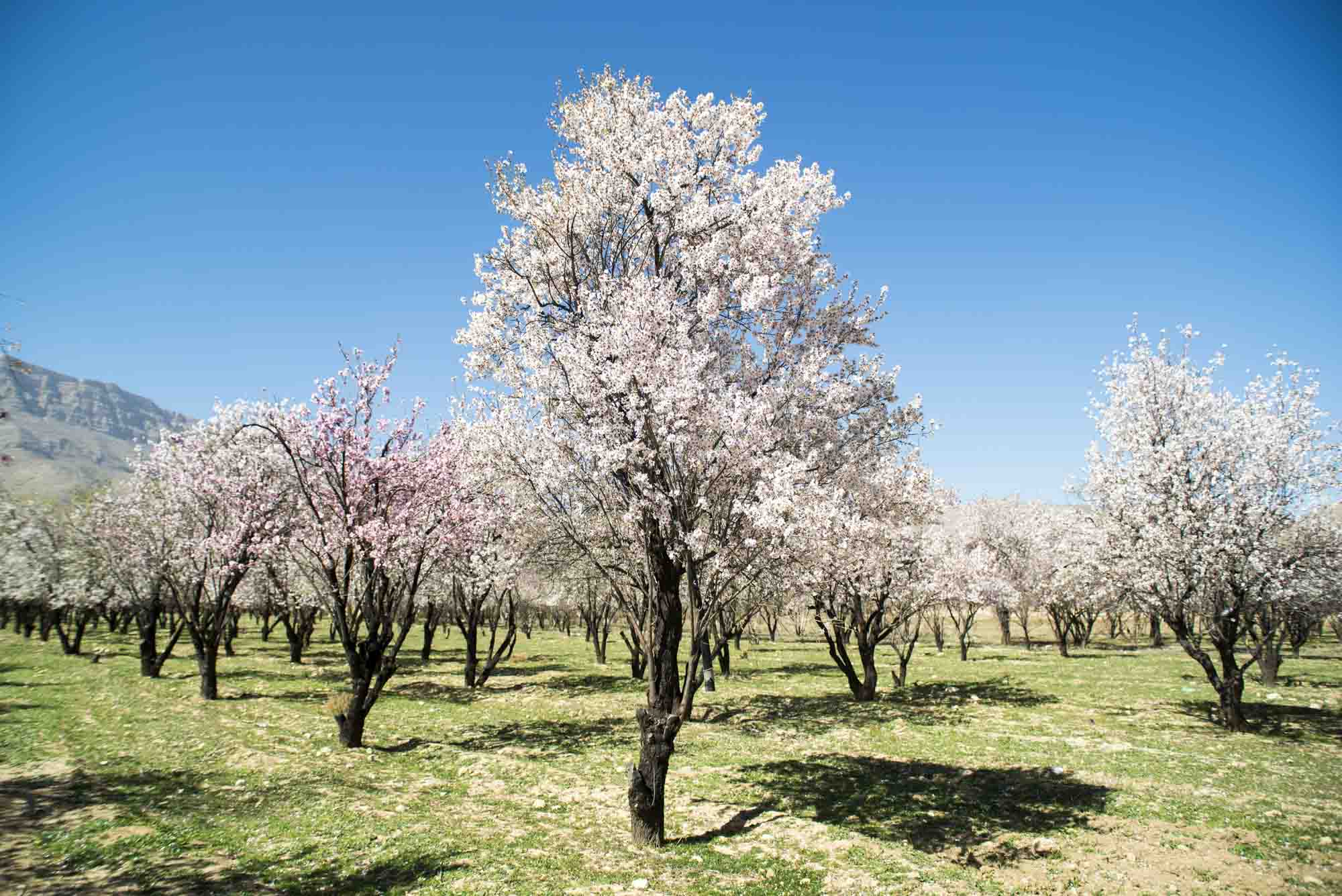 شکوفه های باغ های بادام مهارلو