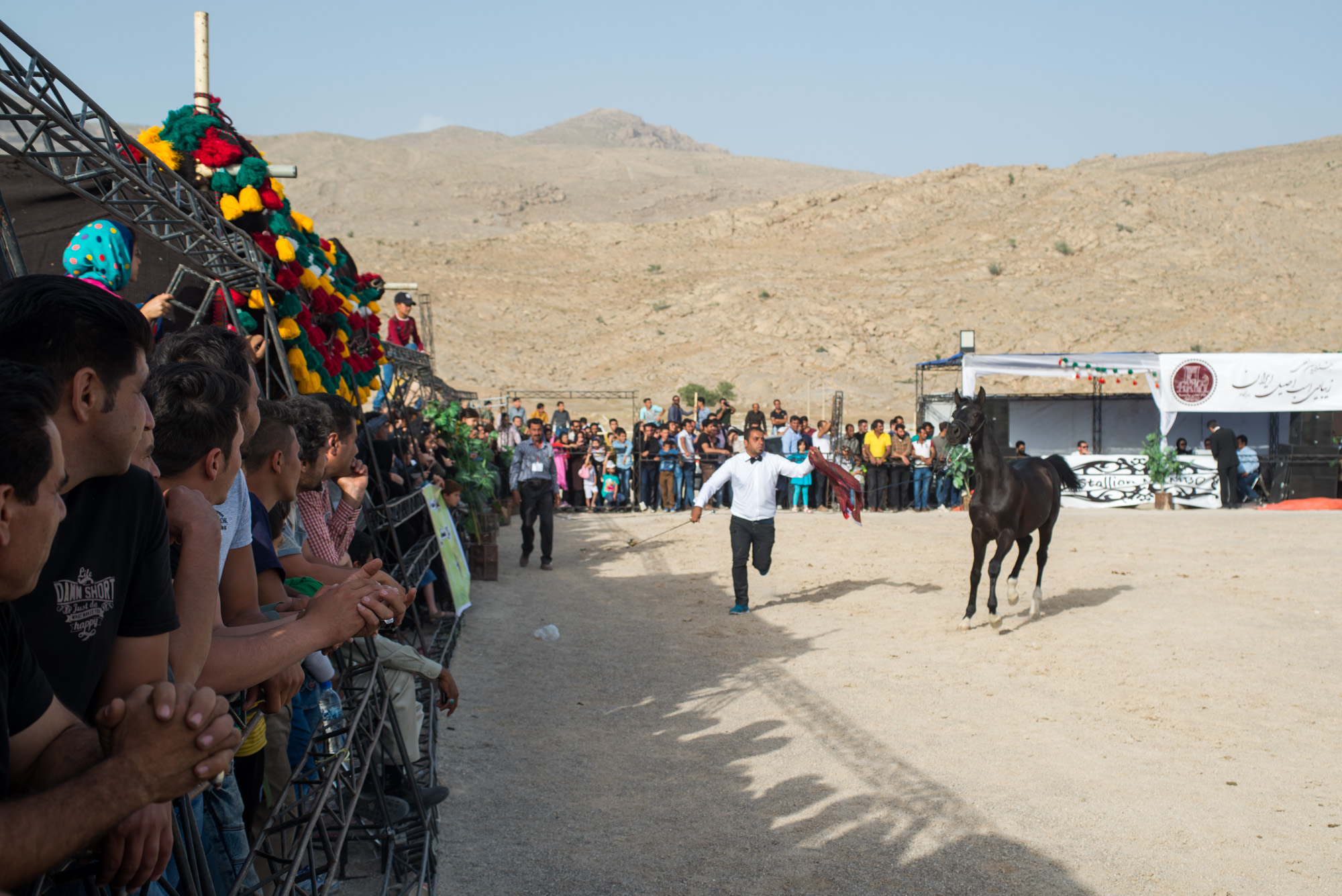 جشنواره زیبایی اسب اصیل عرب (ایرانی) جام تمدن پارسه