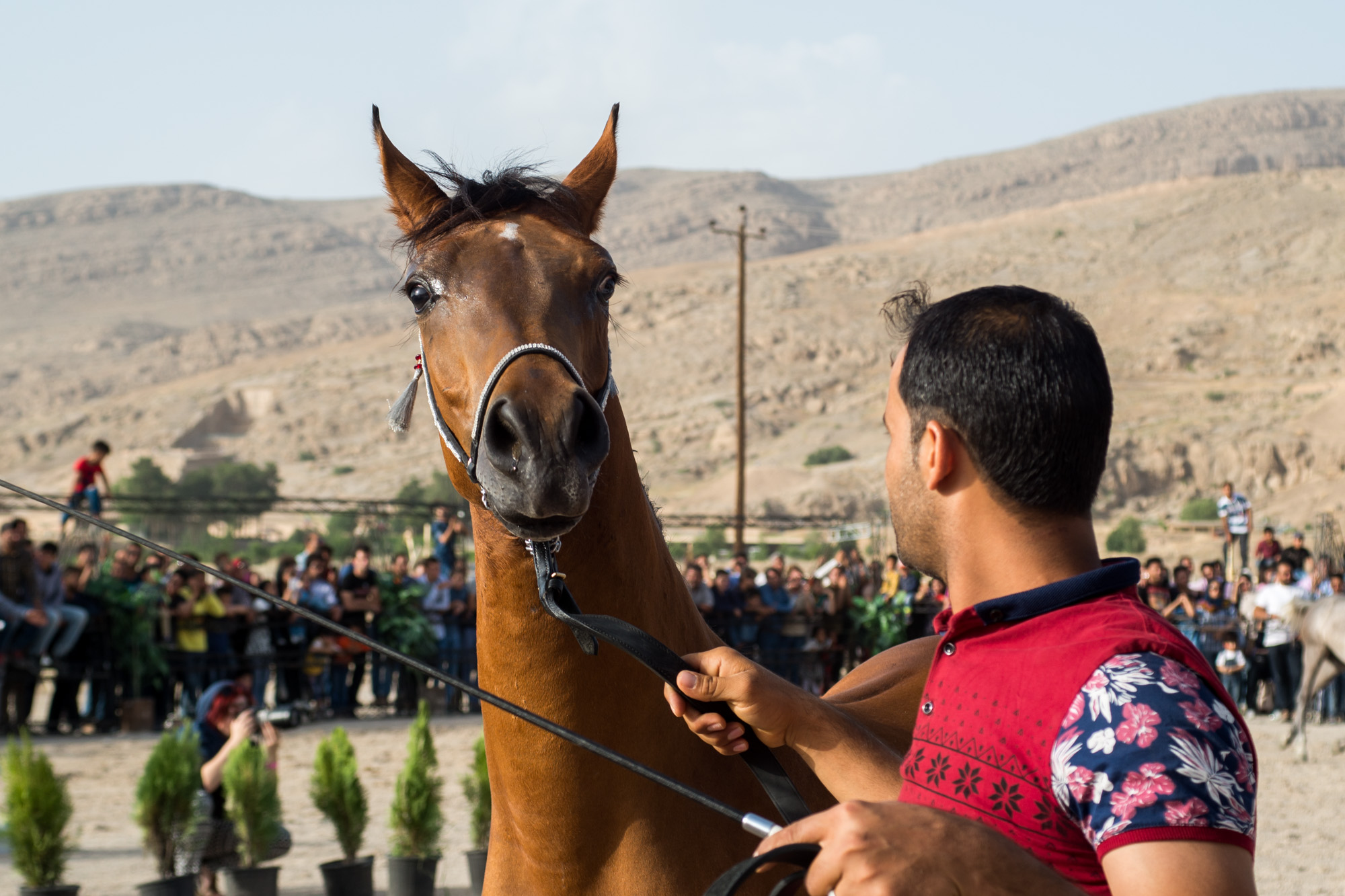 جشنواره زیبایی اسب اصیل عرب (ایرانی) جام تمدن پارسه