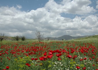 رشد قارچ گونه ویلاهای غیرمجاز در سپیدان