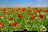 دشت شقایق بیضاء  <img src="/images/picture_icon.gif" width="16" height="13" border="0" align="top">