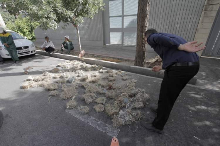 هرس درختان شیراز در زمان زادآوری و لانه سازی پرندگان
