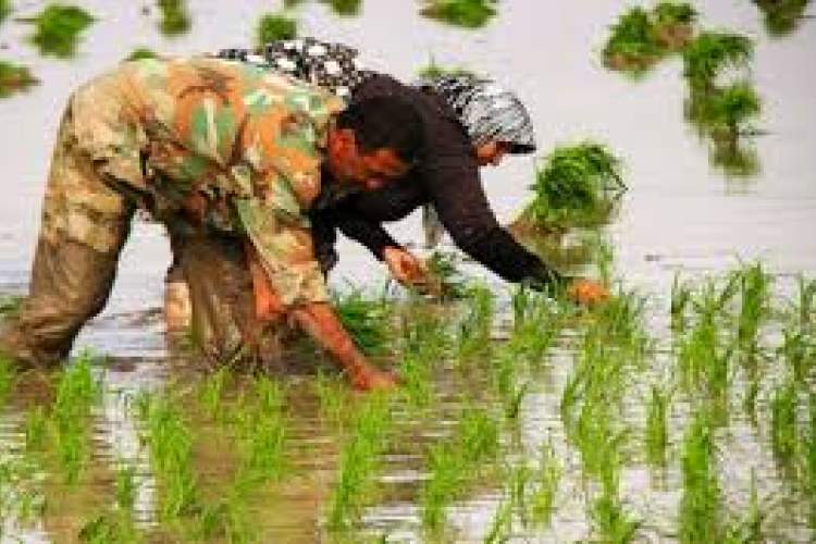 حذف کشت برنج در فارس طی ۵ سال آینده