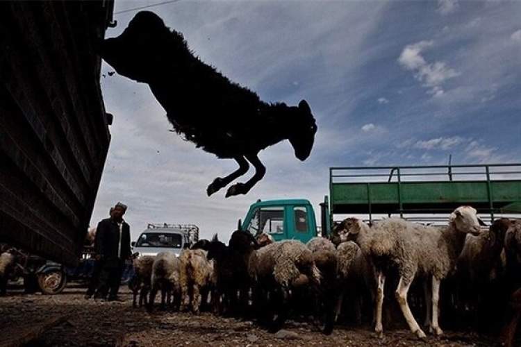 جزئیات تلف شدن ۱۰۷ گوسفند/ احتمال مسمومیت ناشی از پساب پتروشیمی