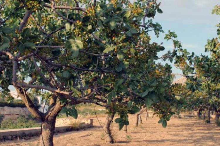 امسال ۲۵ هزار تن پسته در فارس برداشت می‌شود