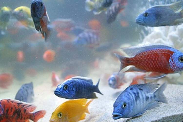 تولید ۱۰۰ گونه ماهی زینتی در فارس