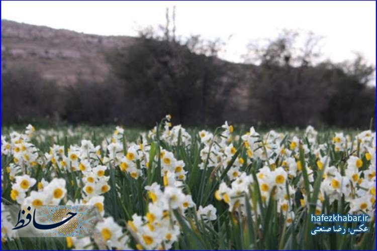 نرگسزار گره (جره) والاشهر (بالاده) کازرون / عکس: رضا صنعتی