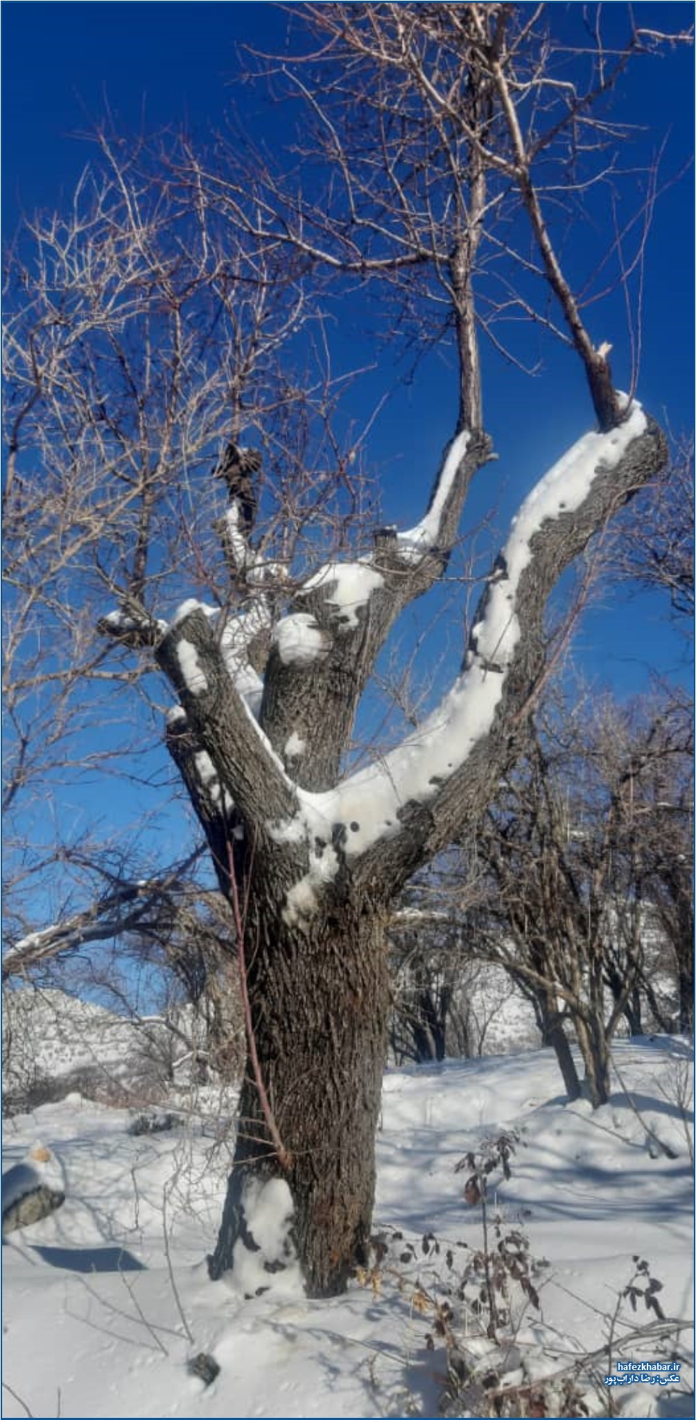 بلندی‌های برف‌خیز روستای بورنجان کازرون