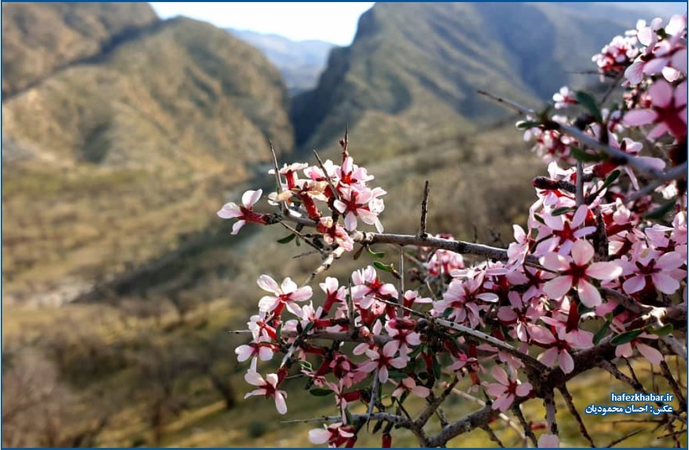 شکوفه‌های بهاری آخرک در کوه‌های تنگ حنا کازرون