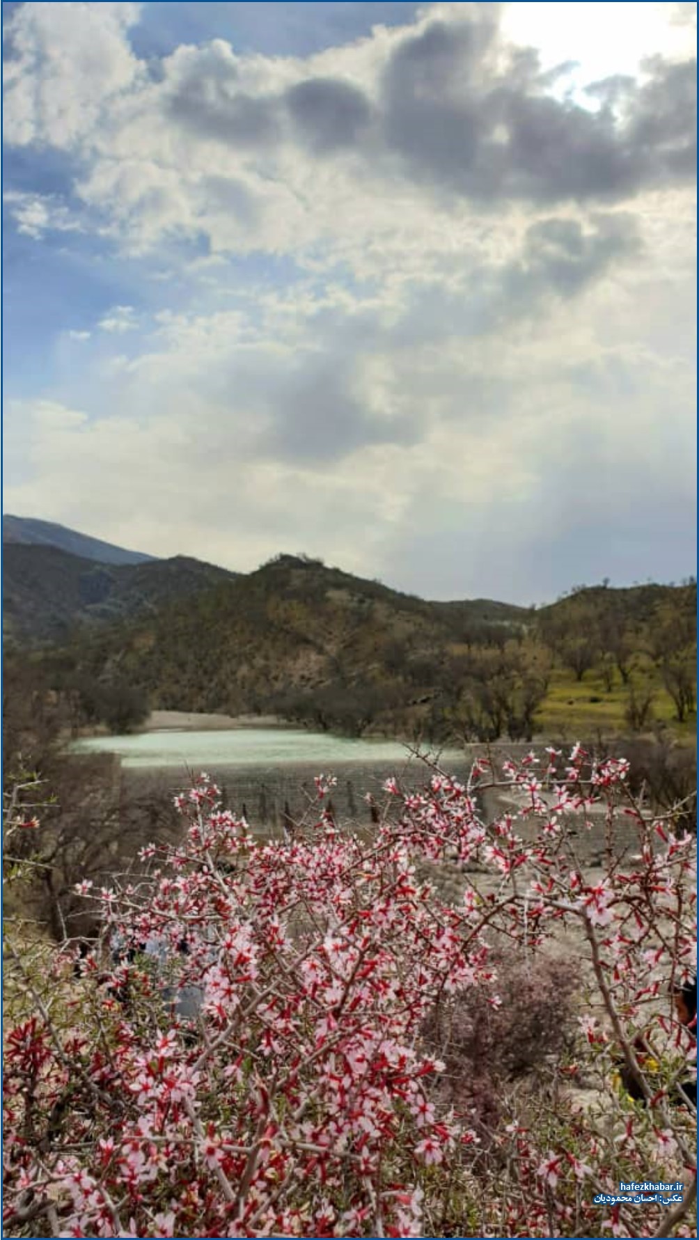 شکوفه‌های بهاری آخرک در کوه‌های تنگ حنا کازرون