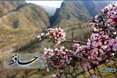 شکوفه‌های بهاری آخرک در کوه‌های تنگ حنا کازرون/ عکس: احسان محمودیان