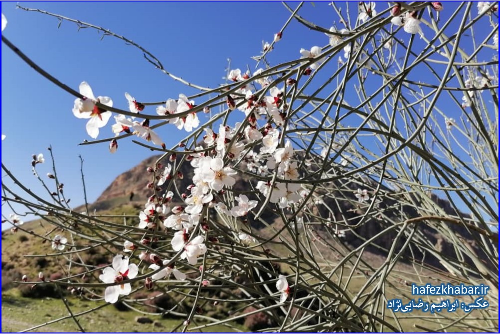 حوض چشمه بیدمشک / عکس: ابراهیم رضایی‌نژاد