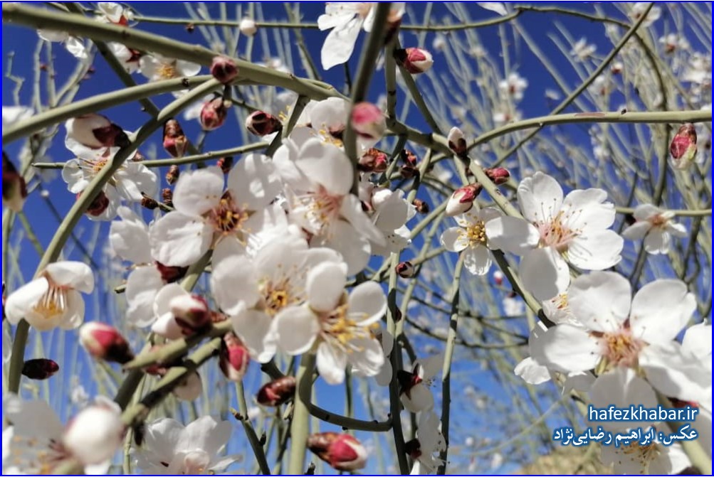 حوض چشمه بیدمشک / عکس: ابراهیم رضایی‌نژاد