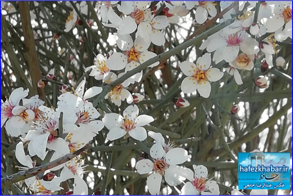 زیبایی‌های روستای گاوکشک کازرون