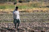 خسارت ۴۸۸ میلیارد تومانی بر سفره کشاورزان فارس