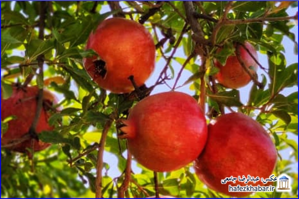 پاییز روستای گاوکشک کازرون/ عکس: عبدالرضا جامعی