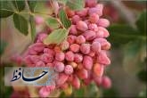 برداشت پسته