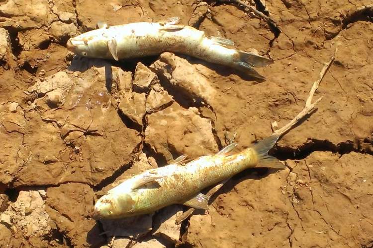 تلف شدن ماهی در سد رودبال استهبان