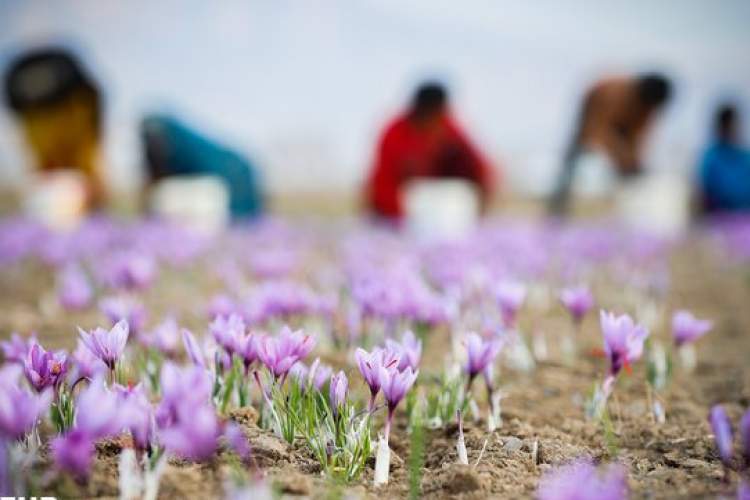 آغاز برداشت طلای سرخ در استهبان